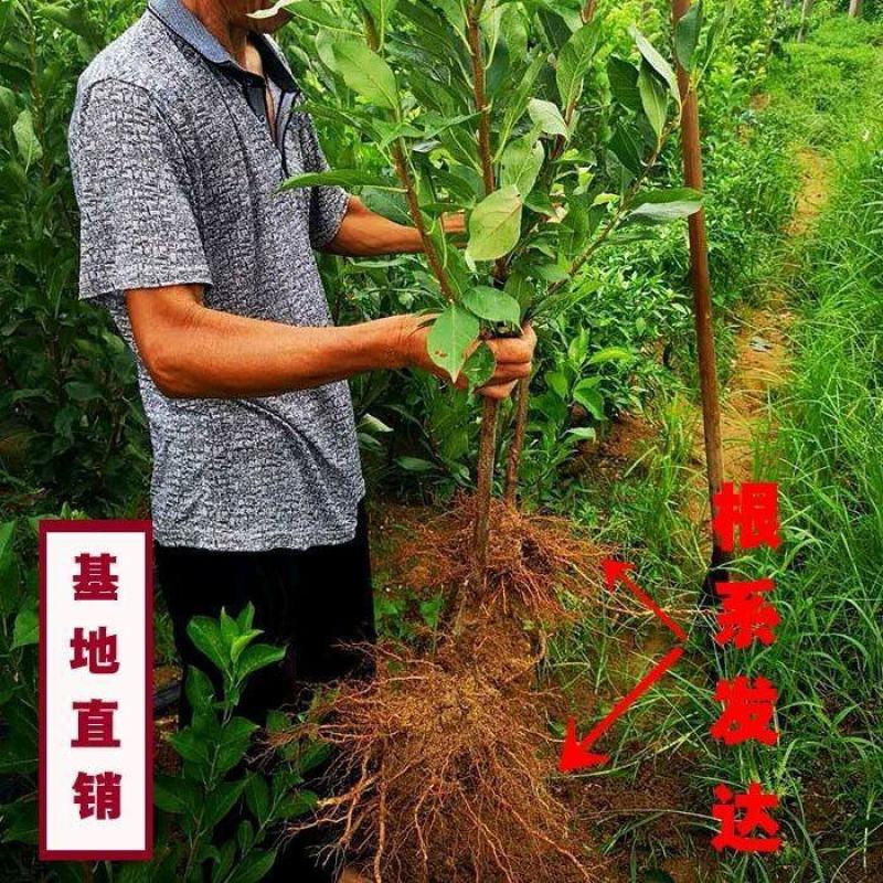 特大李子树苗嫁接霸王李子苗耐寒耐旱盆栽地载南北方种植