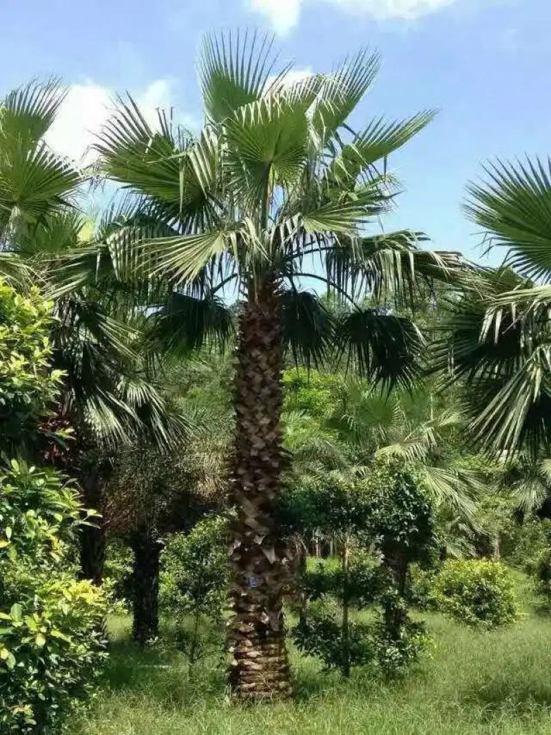 精品棕榈树叶子可以做扇子棕树籽可以炸油