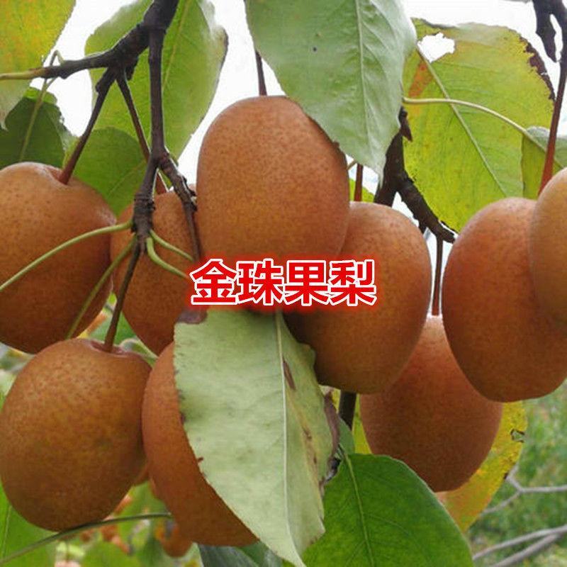 金珠果梨树苗嫁接梨树苗晚熟盆栽地栽沙梨酥梨果苗当年结果