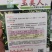 玉美人小米椒种子乳白色超辣小米辣椒朝天椒泡椒剁椒辣椒种子