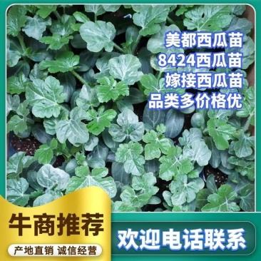 【推荐】8424西瓜苗自家育苗基地直发包成活包技术