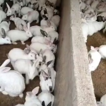 基地直供优质伊拉肉兔，