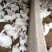 基地直供优质伊拉肉兔，