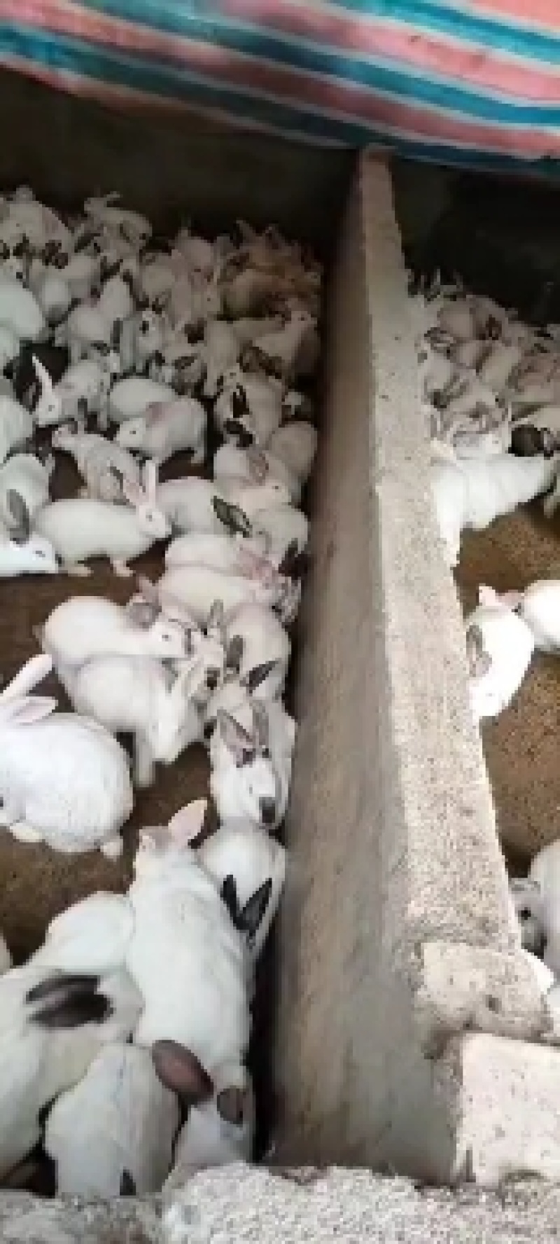 基地直供优质伊拉肉兔，