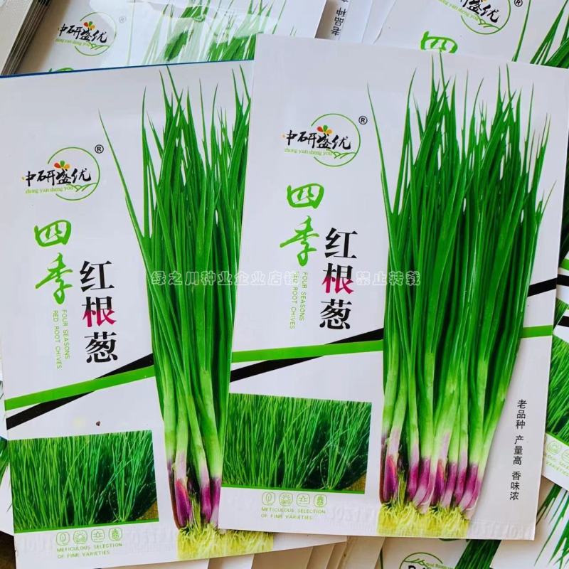 四季红根葱种子日本进口小葱品种四季常青香味浓厚红葱种籽