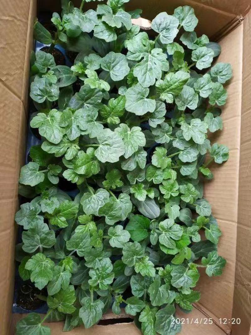 美都西瓜苗自家育苗基地直发包成活包技术