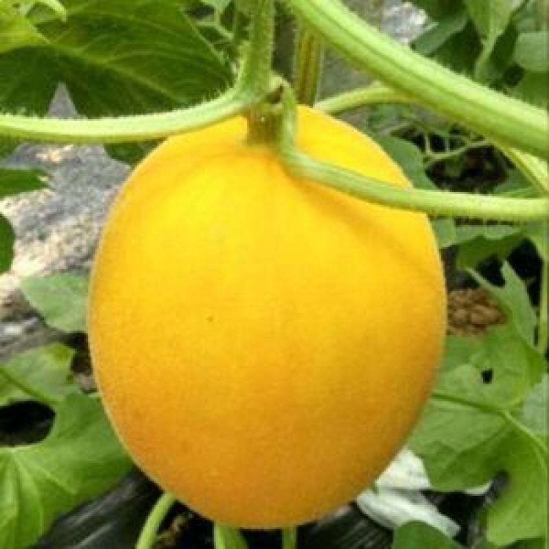 景甜蜜3号甜瓜种子黄皮红肉高糖多汁甜高圆耐寒耐暑厚皮甜瓜