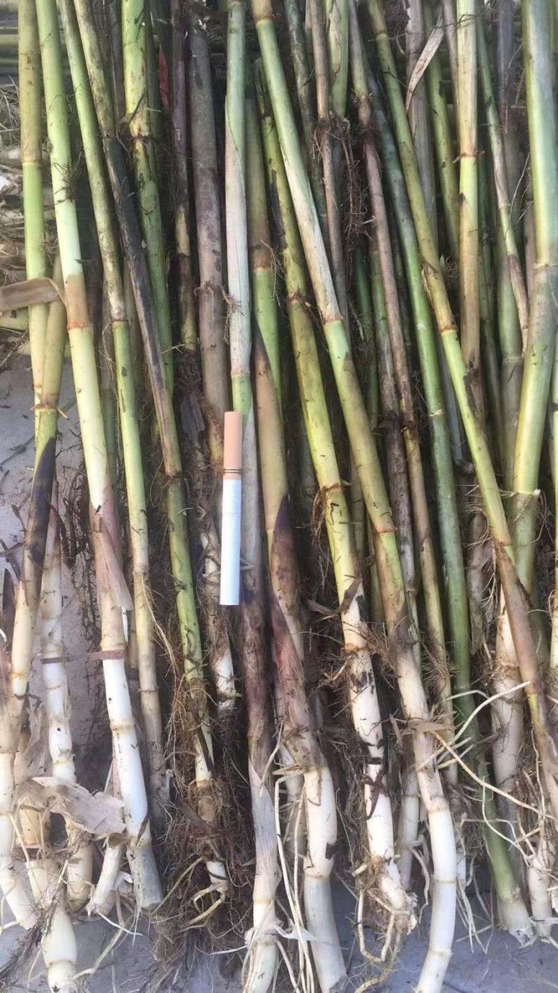 芦苇苗，公司销售种植芦苇，欢迎广大致户致电商谈