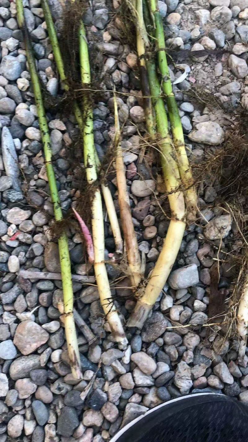 芦苇苗，公司销售种植芦苇，欢迎广大致户致电商谈