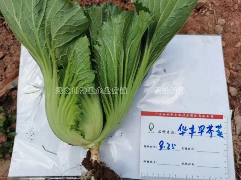 利农大肉包心芥菜种子生长快高产杂交芥菜种籽菜质爽脆嫩香味