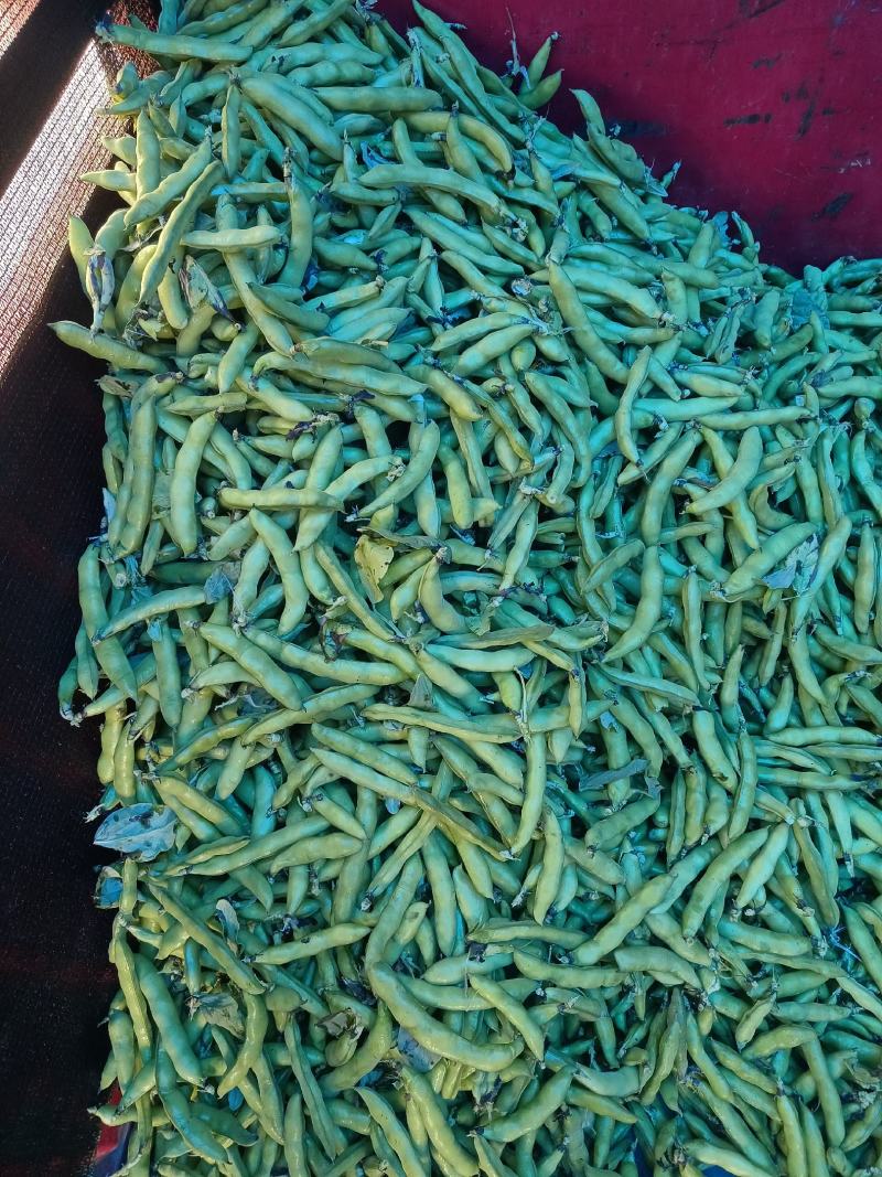 青蚕豆。胡豆。大豆小豆都有。青蚕豆。…………………………