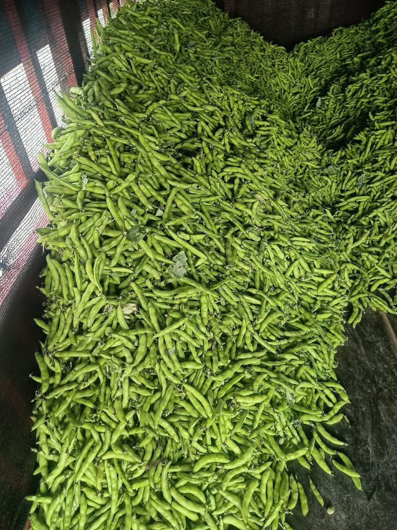 青蚕豆。胡豆。大豆小豆都有。青蚕豆。…………………………