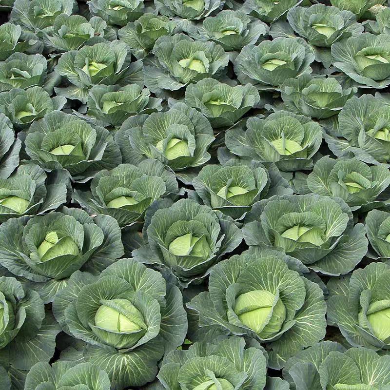 旺旺甘蓝圆包菜质量保证对接商超市场电商社区团购