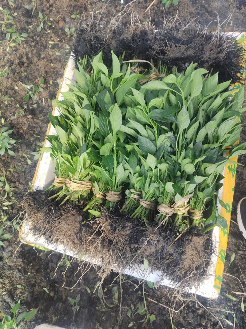 辣椒苗茄苗.大量供应