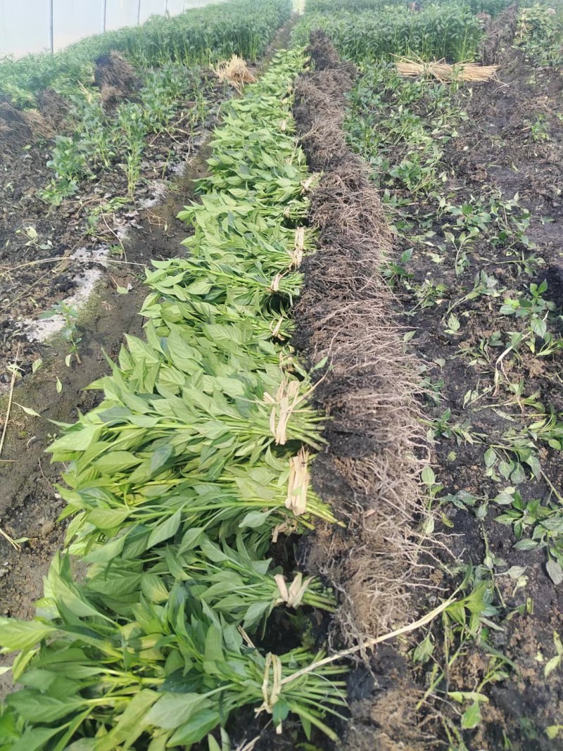 辣椒苗茄苗.大量供应
