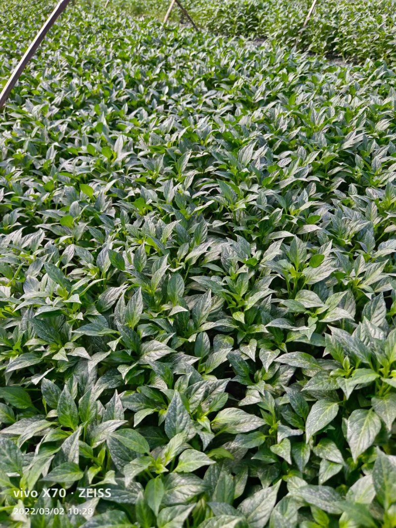 辣椒苗茄苗.大量供应