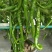 辣椒苗茄苗.大量供应