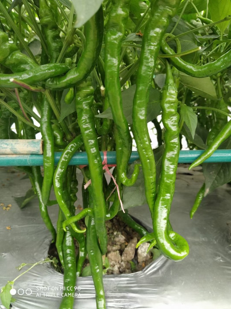 辣椒苗茄苗.大量供应