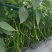 辣椒苗茄苗.大量供应
