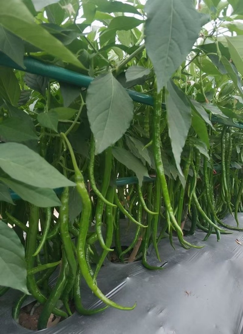 辣椒苗茄苗.大量供应