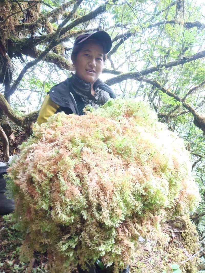 野生水苔，粗花