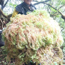 野生水苔，粗花