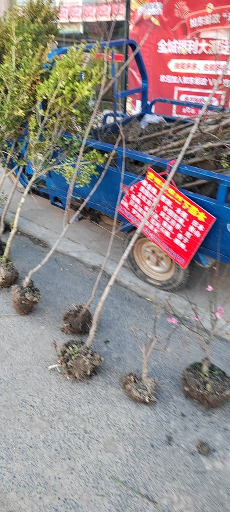 黄桃苗