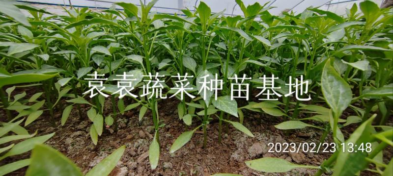 二荆条辣椒苗，线椒苗，薄皮，确定需要详谈