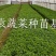 二荆条辣椒苗，线椒苗，薄皮，确定需要详谈