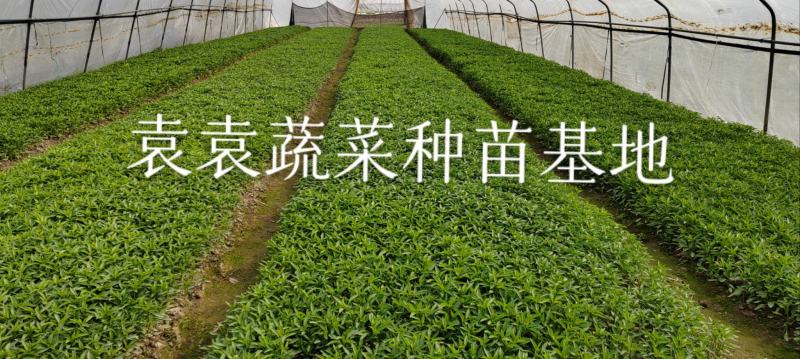 二荆条辣椒苗，线椒苗，薄皮，确定需要详谈