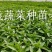 二荆条辣椒苗，线椒苗，薄皮，确定需要详谈