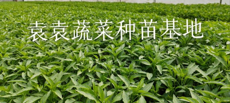 二荆条辣椒苗，线椒苗，薄皮，确定需要详谈