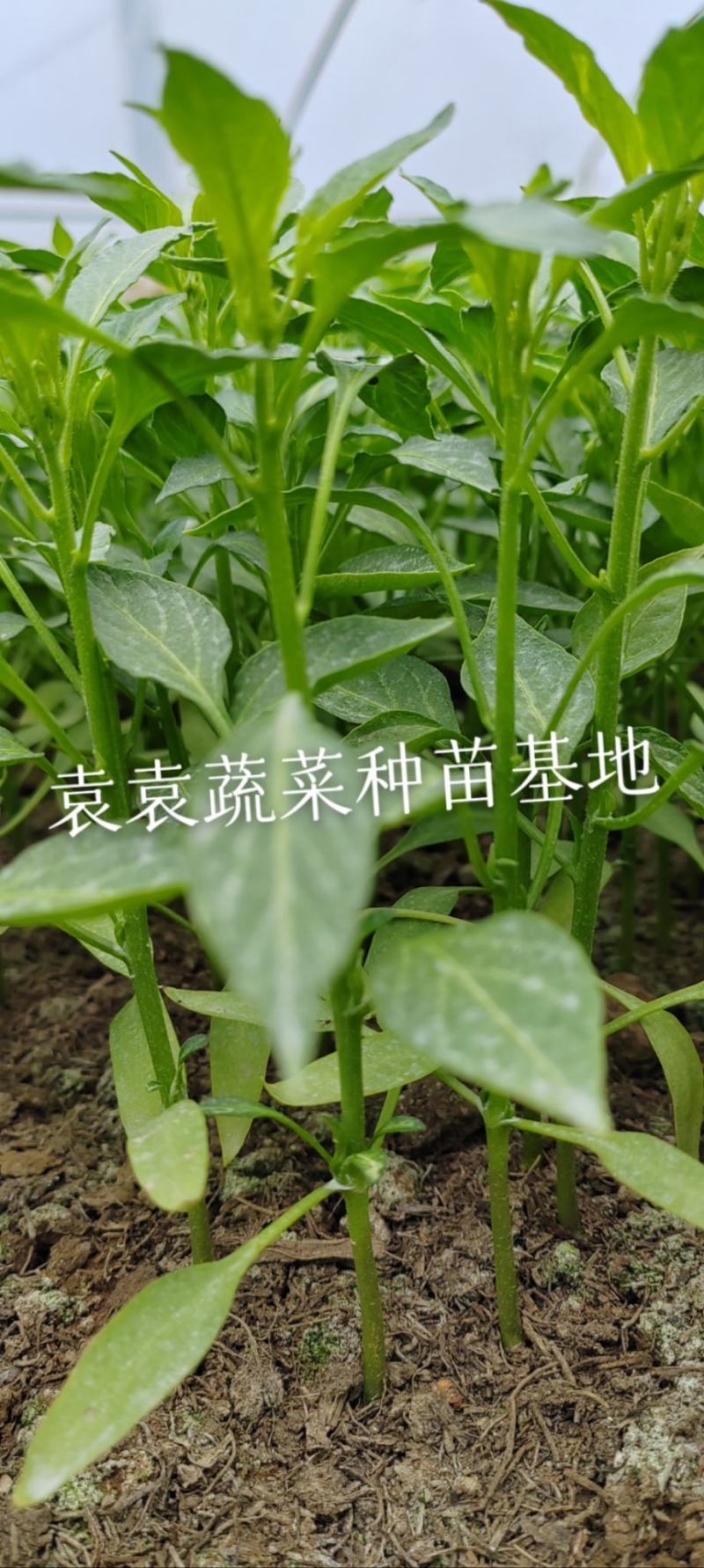 二荆条辣椒苗，线椒苗，薄皮，确定需要详谈