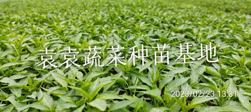 二荆条辣椒苗，线椒苗，薄皮，确定需要详谈