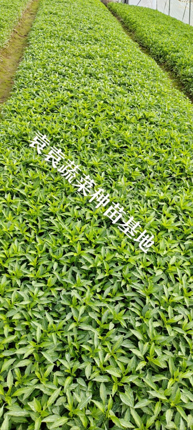 二荆条辣椒苗，线椒苗，薄皮，确定需要详谈