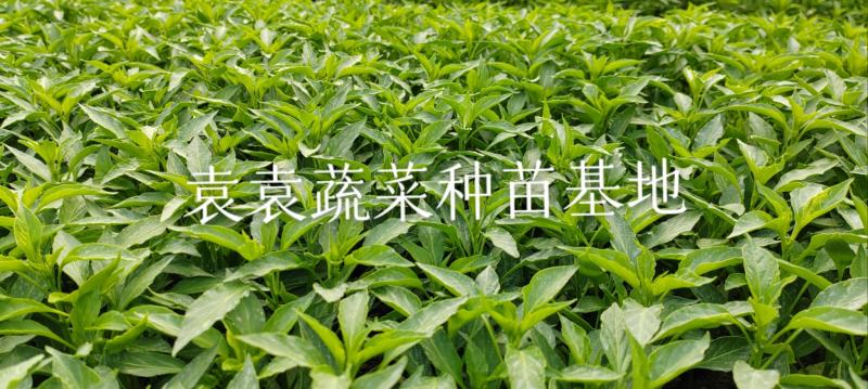 二荆条辣椒苗，线椒苗，薄皮，确定需要详谈