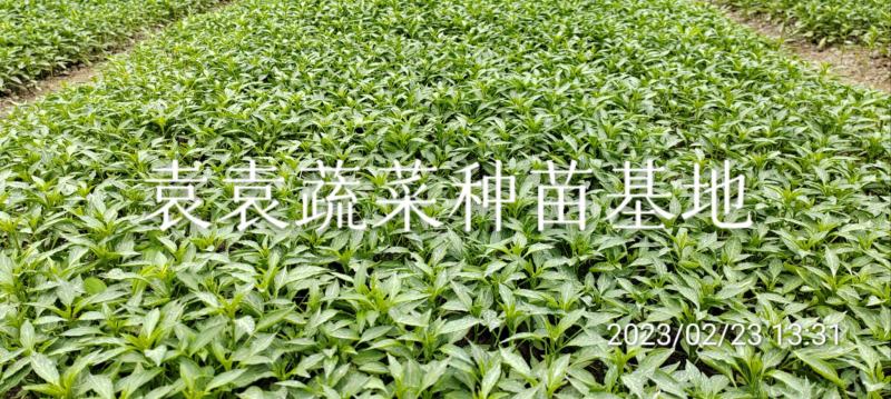 二荆条辣椒苗，线椒苗，薄皮，确定需要详谈