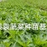二荆条辣椒苗，线椒苗，薄皮，确定需要详谈