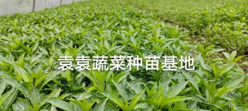 二荆条辣椒苗，线椒苗，薄皮，确定需要详谈