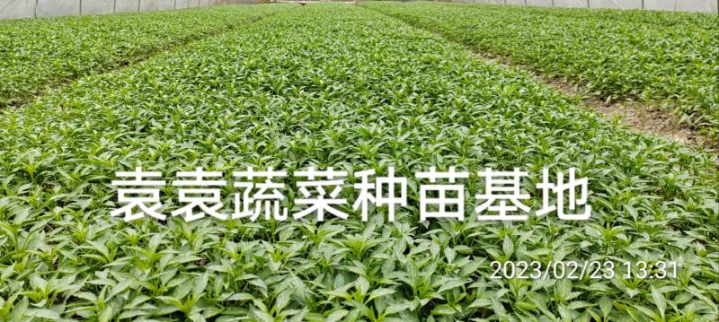 二荆条辣椒苗，线椒苗，薄皮，确定需要详谈
