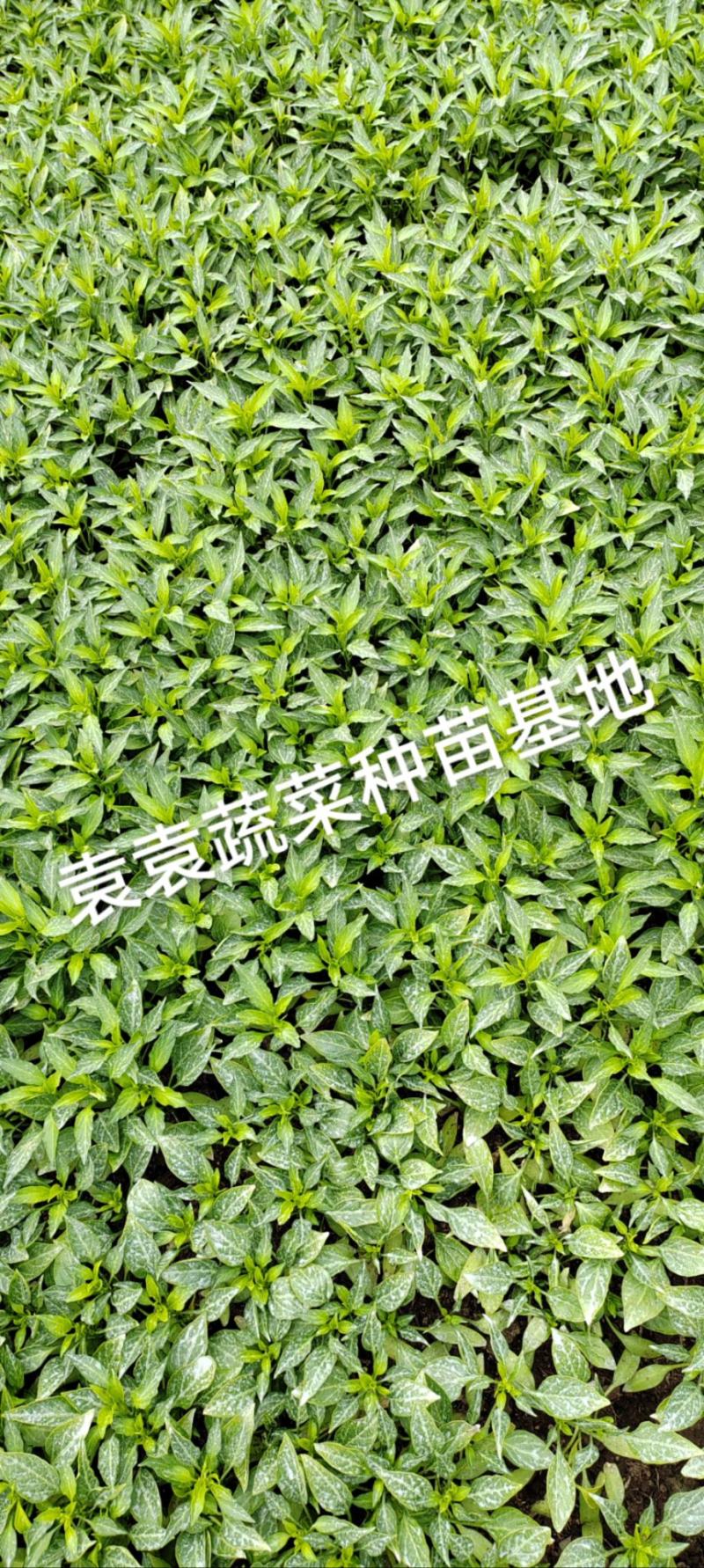 二荆条辣椒苗，线椒苗，薄皮，确定需要详谈