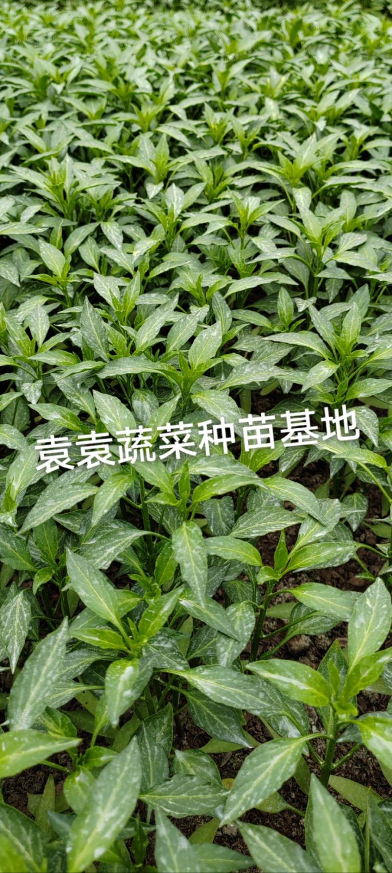 二荆条辣椒苗，线椒苗，薄皮，确定需要详谈