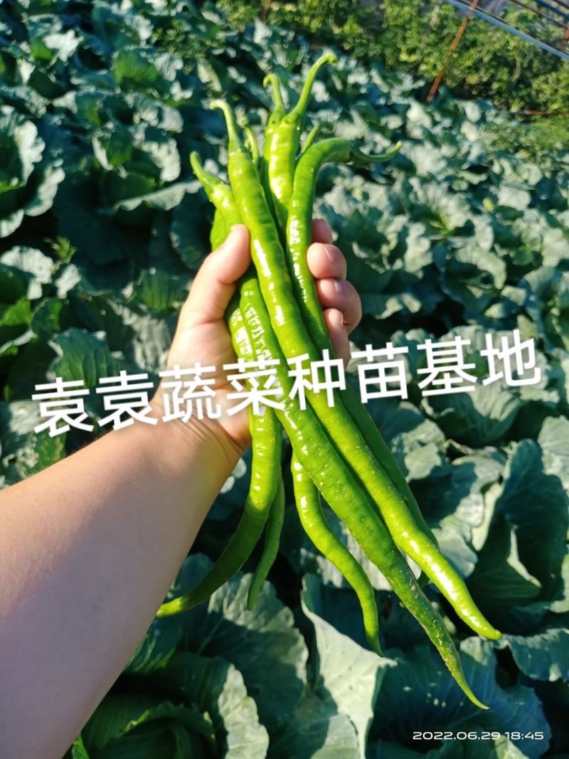 二荆条辣椒苗，线椒苗，薄皮，确定需要详谈