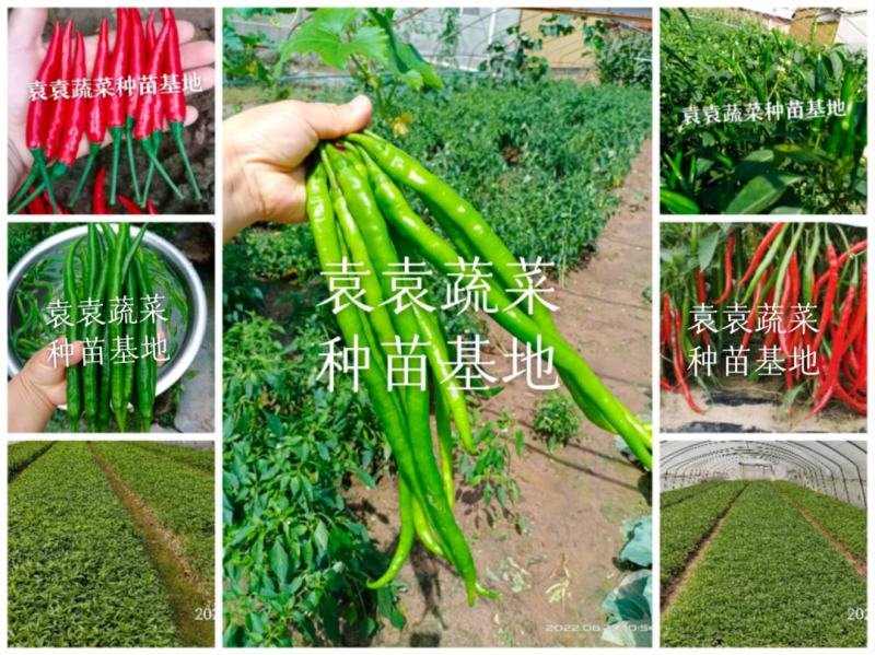 二荆条辣椒苗，线椒苗，薄皮，确定需要详谈