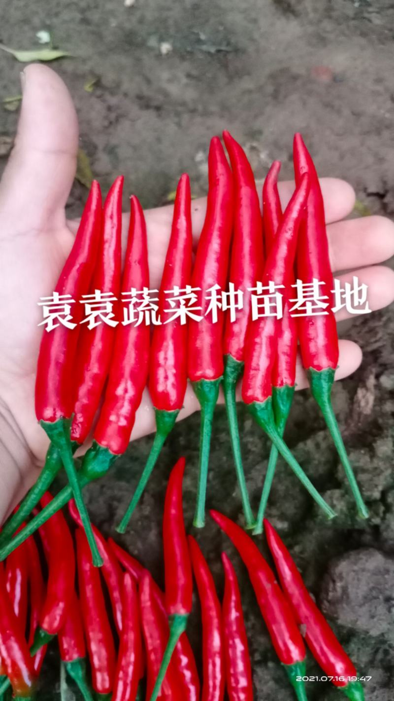 大果进口品种小米椒苗，朝天椒苗，高产量，需要请联系