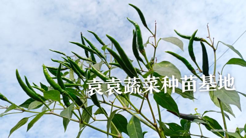 大果进口品种小米椒苗，朝天椒苗，高产量，需要请联系