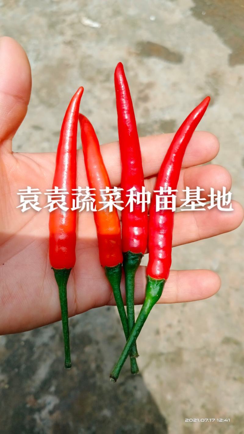 大果进口品种小米椒苗，朝天椒苗，高产量，需要请联系