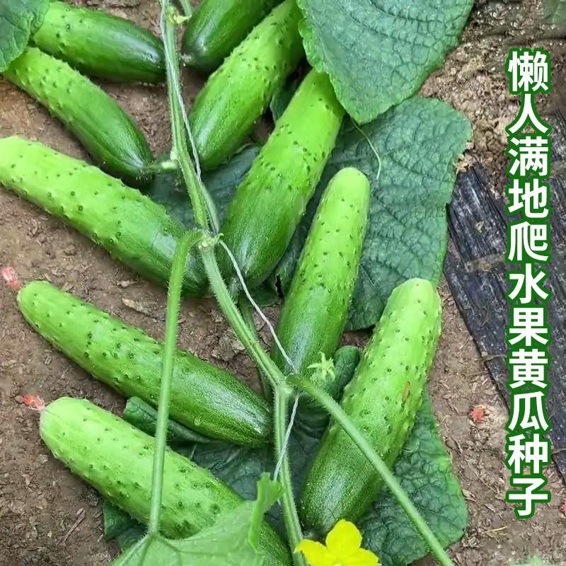 满地爬黄瓜种子懒人易种水果黄瓜种籽高产免搭架易种春秋蔬菜