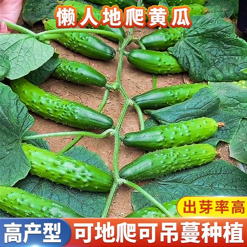 满地爬黄瓜种子懒人易种水果黄瓜种籽高产免搭架易种春秋蔬菜