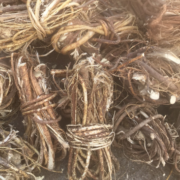 小扎把广西大山中草药野生五指毛桃小扎把，日晒足干香味好